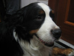 Sam,berner,7 jr,heeft artrose, hernia en spondylosis.
